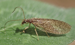  Photograph of adult brown lacewing. 